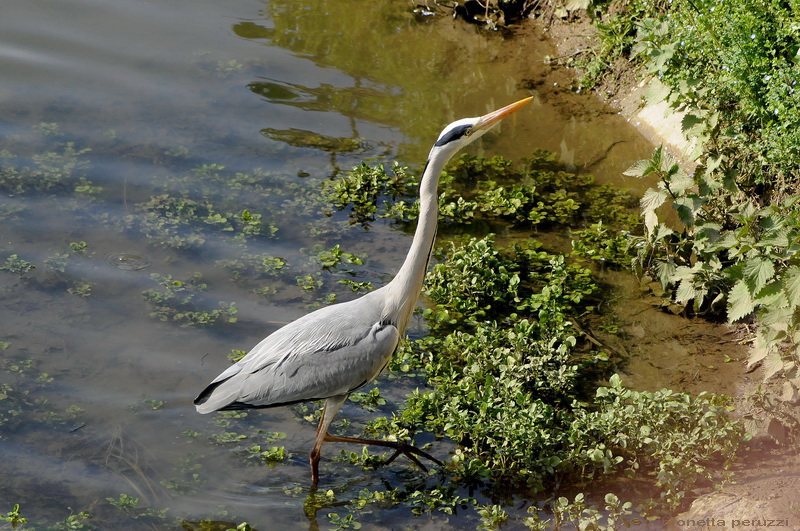 Airone curioso - Ardea cinerea